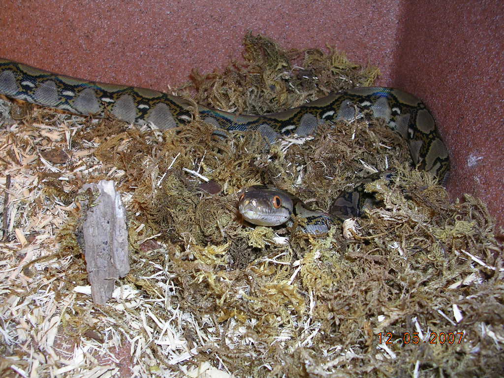 Killer Chondros