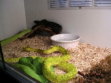 Killer Chondros