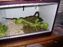 Killer Chondros