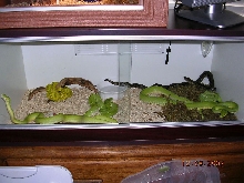 Killer Chondros