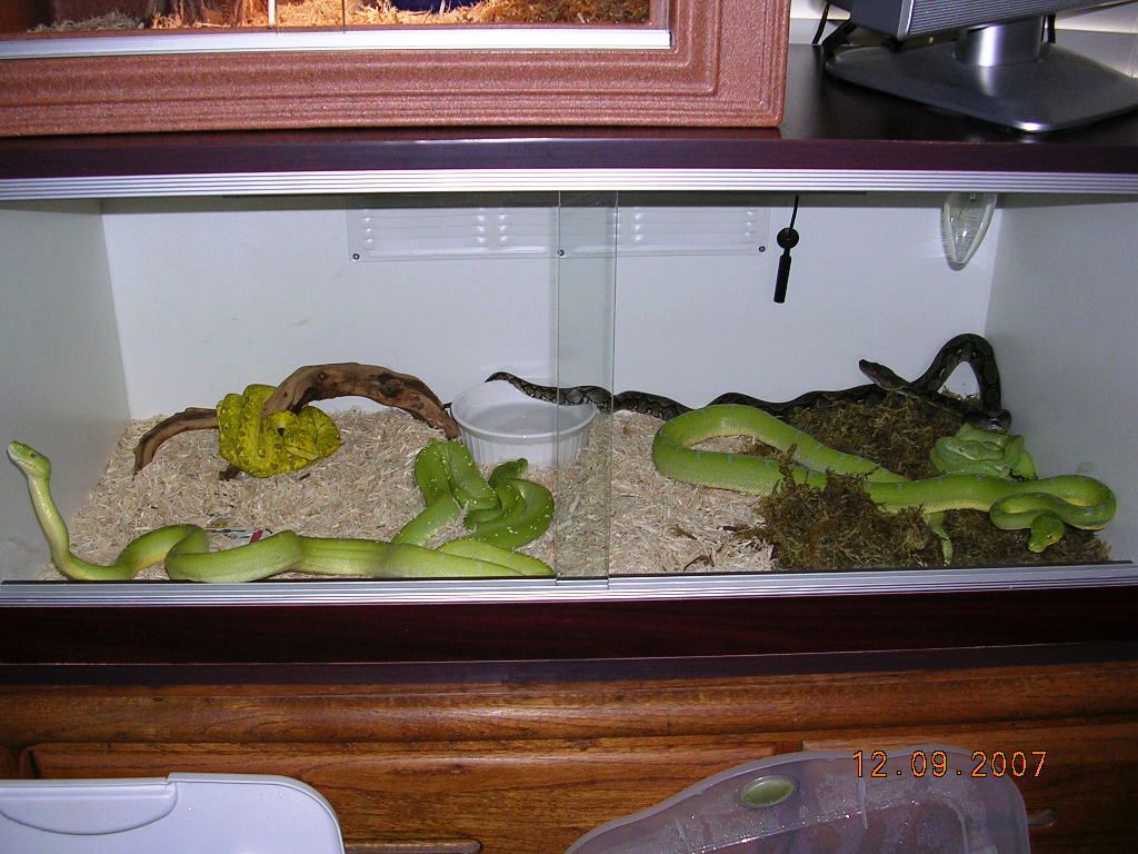Killer Chondros