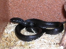 Killer Chondros