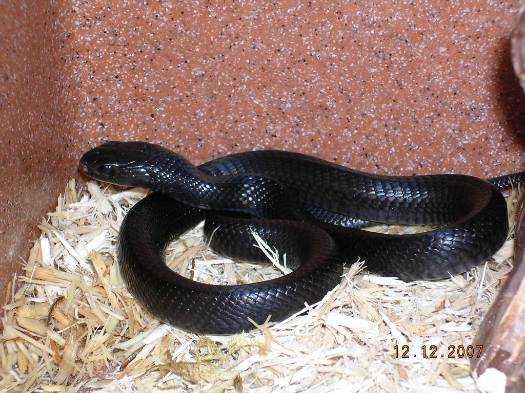Killer Chondros