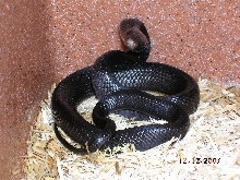 Killer Chondros