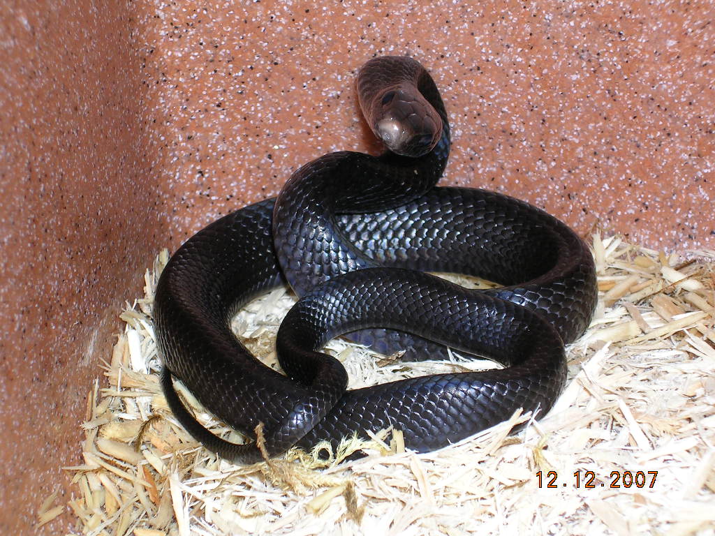 Killer Chondros