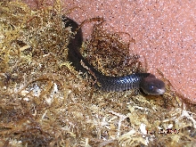 Killer Chondros