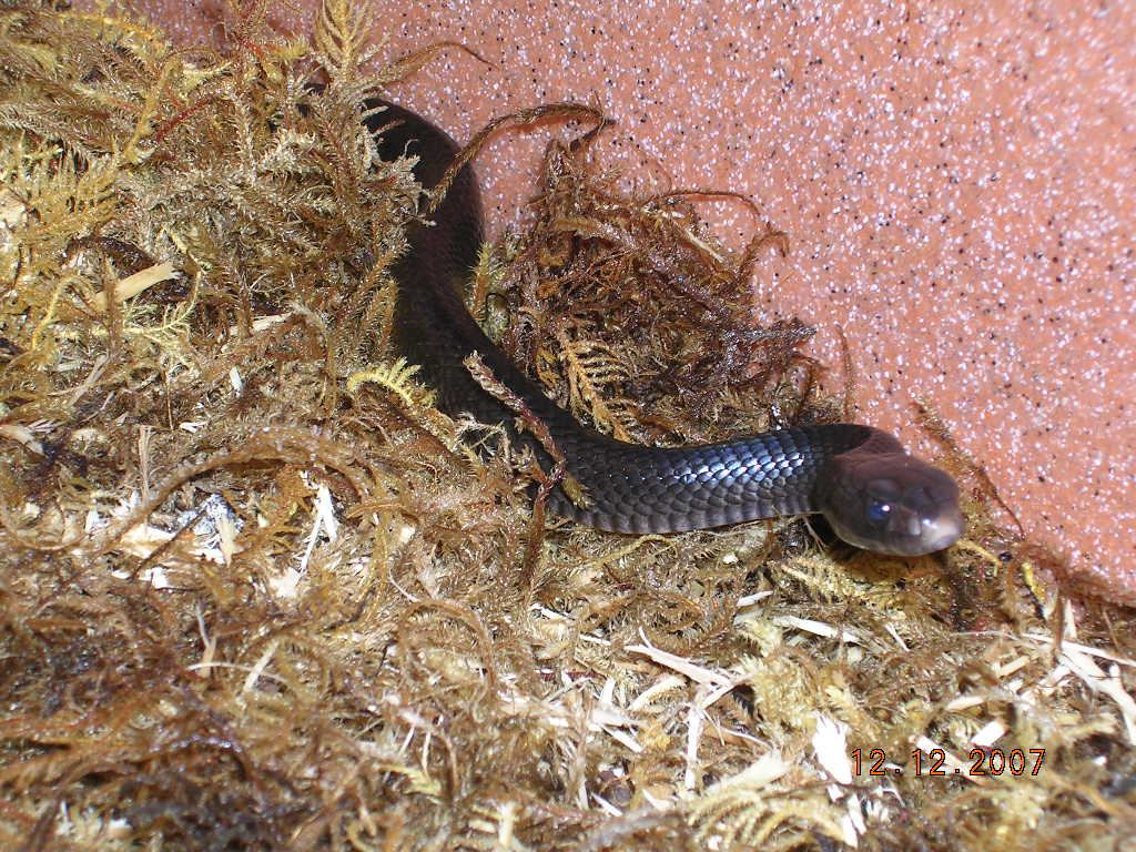 Killer Chondros