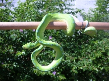 Killer Chondros