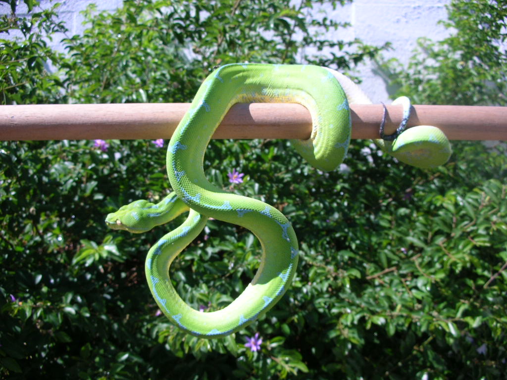 Killer Chondros