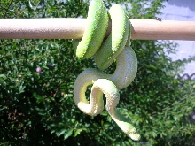 Killer Chondros