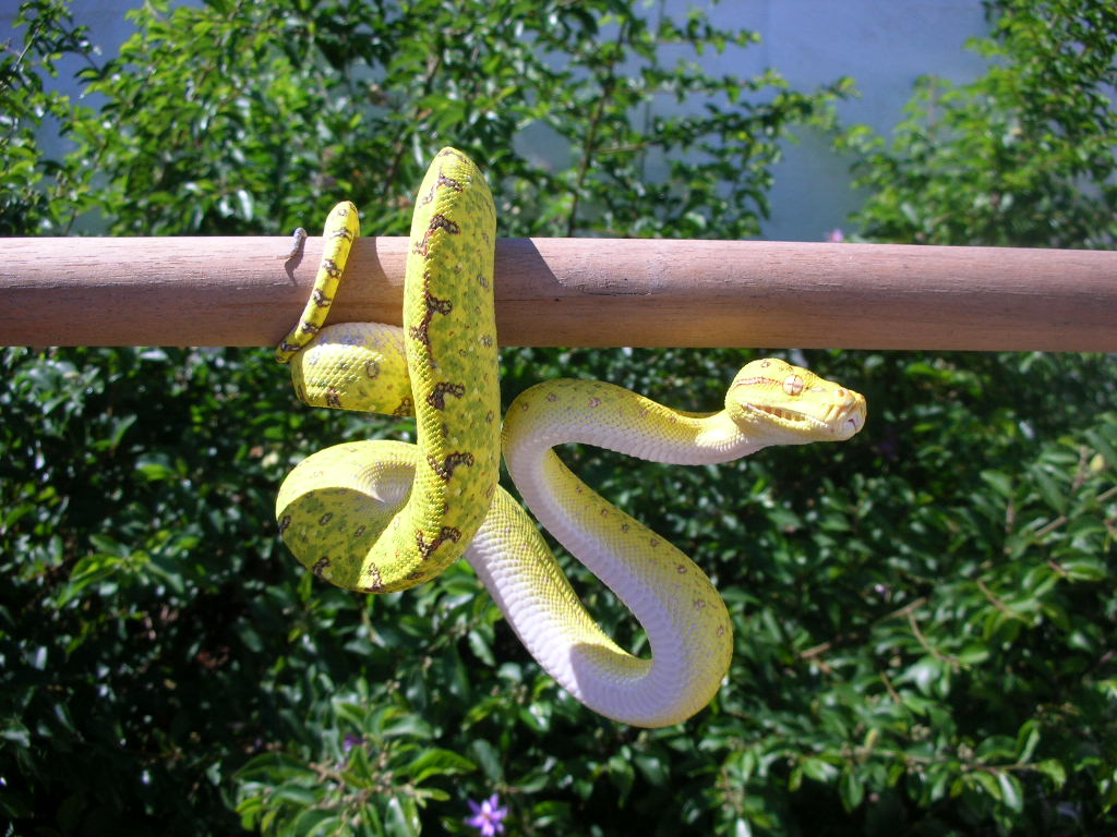 Killer Chondros