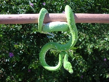 Killer Chondros