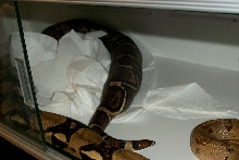 pos gravid boa pic #2