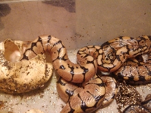 nice baby spider hatching