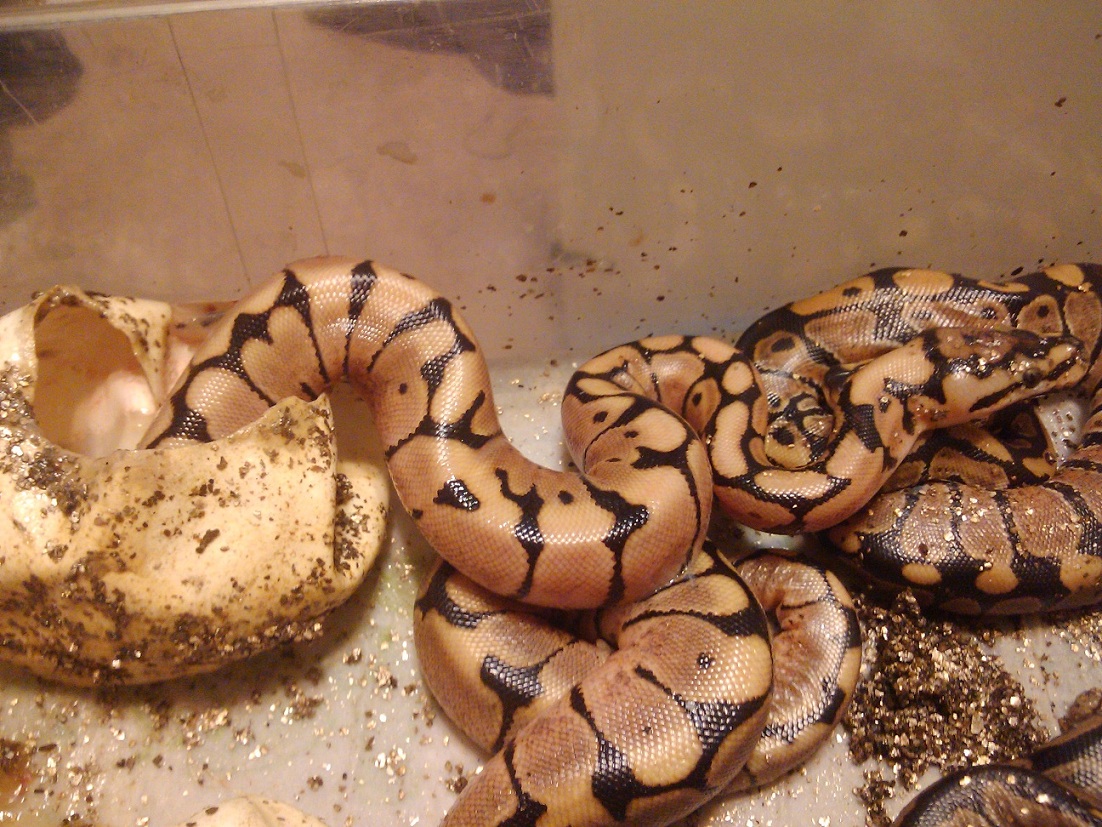 nice baby spider hatching