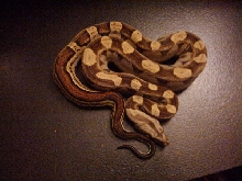 male motley