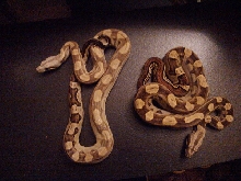 motley boas light and dark
