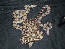 3 motleys