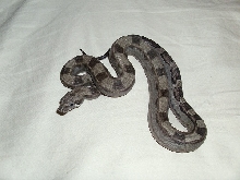 2011 female motley