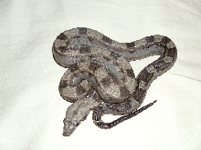 2011 female motley (2)