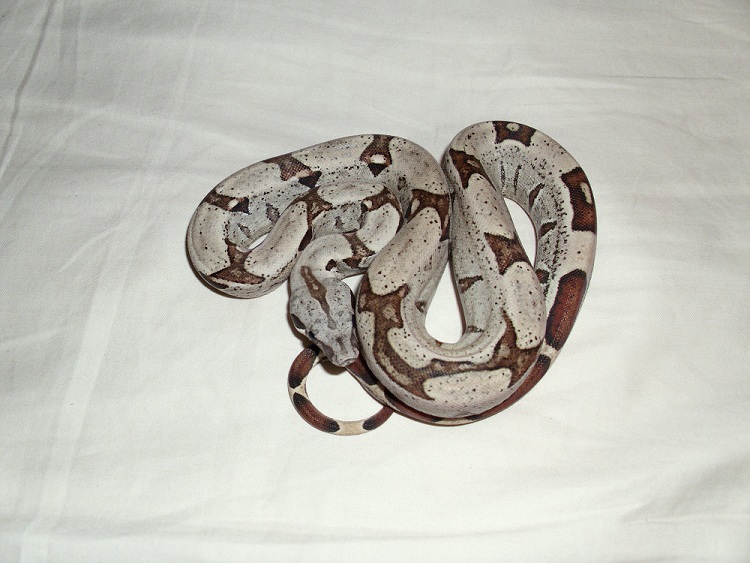 male jungle