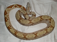 hypo pos het moon glow