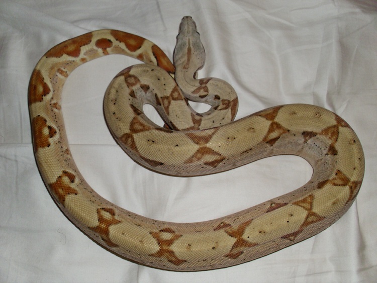 hypo pos het moon glow