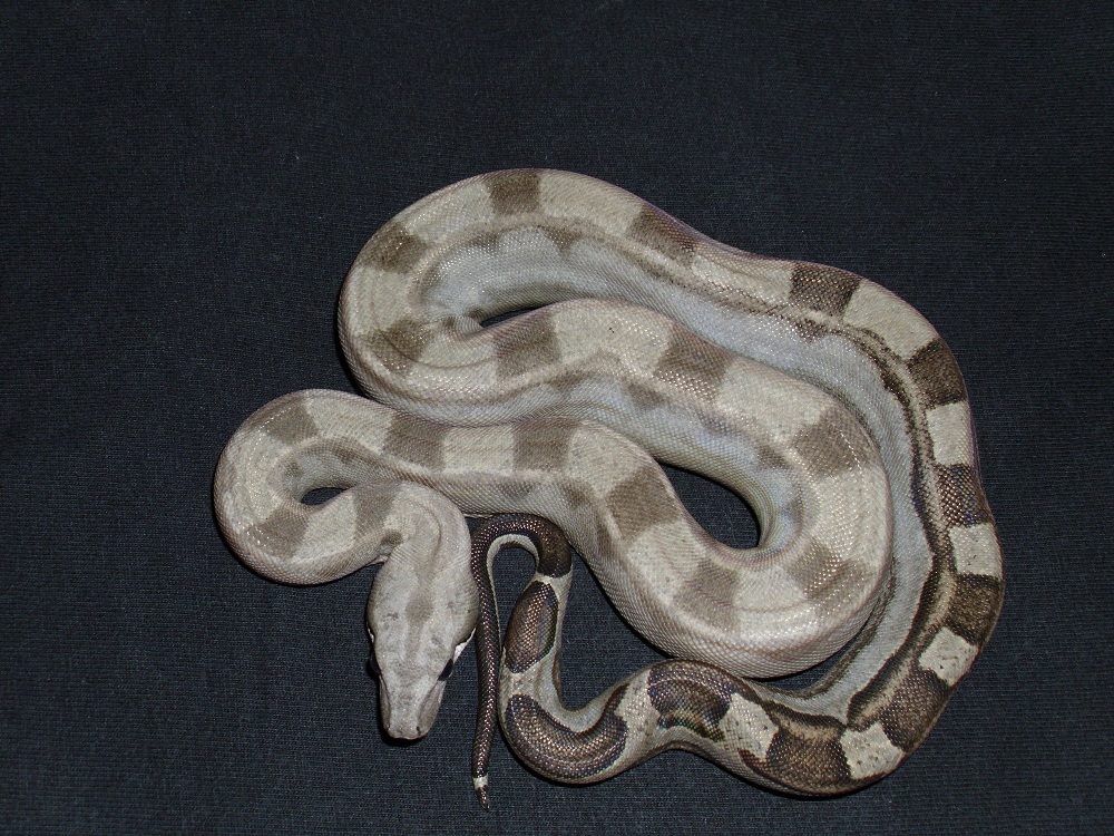 2011 female motley (light)