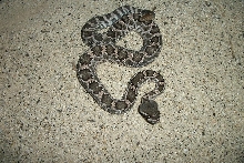 Crotalus oreganus helleri