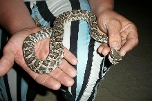Crotalus oreganus helleri 2