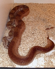 hypo motley het sharp albino