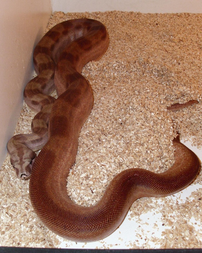 hypo motley het sharp albino
