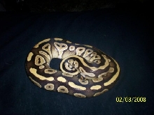 male mojave