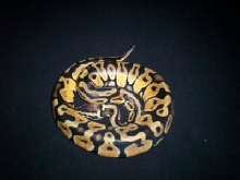 male pastel