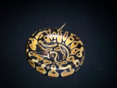 male pastel