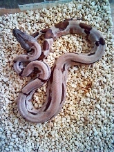 2011 male pastel boa