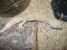 male leo