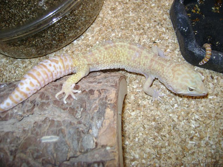 male leo