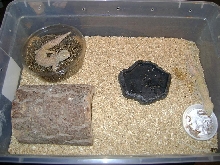 gecko set up