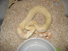 albino ph snow