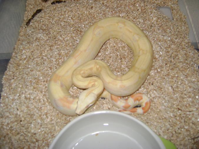 albino ph snow