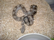 female motley