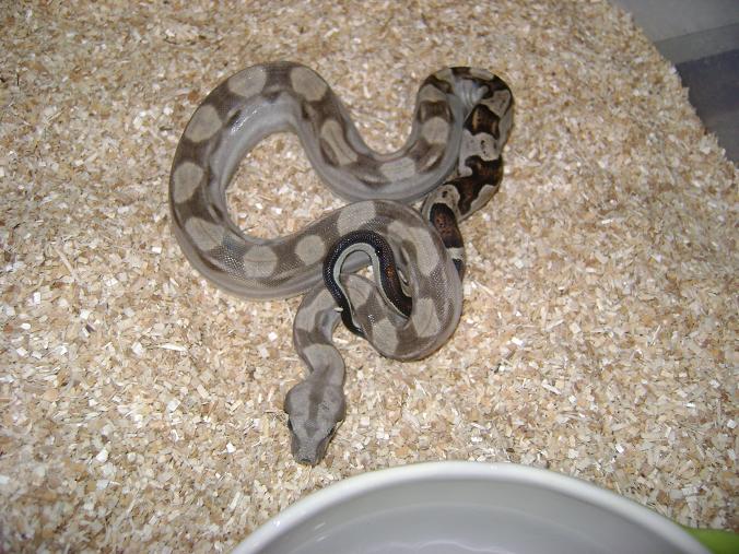 female motley