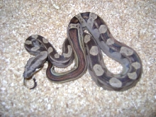 male motley