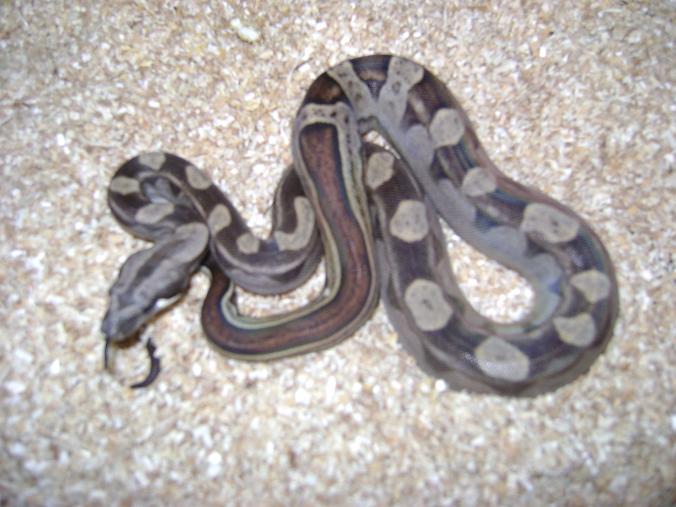 male motley