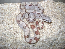 dh ghost