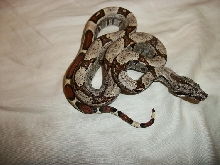 2010 JUNGLE