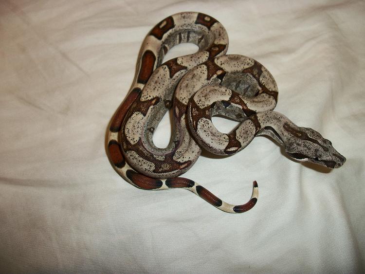 2010 JUNGLE