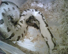 ph pied belly shot