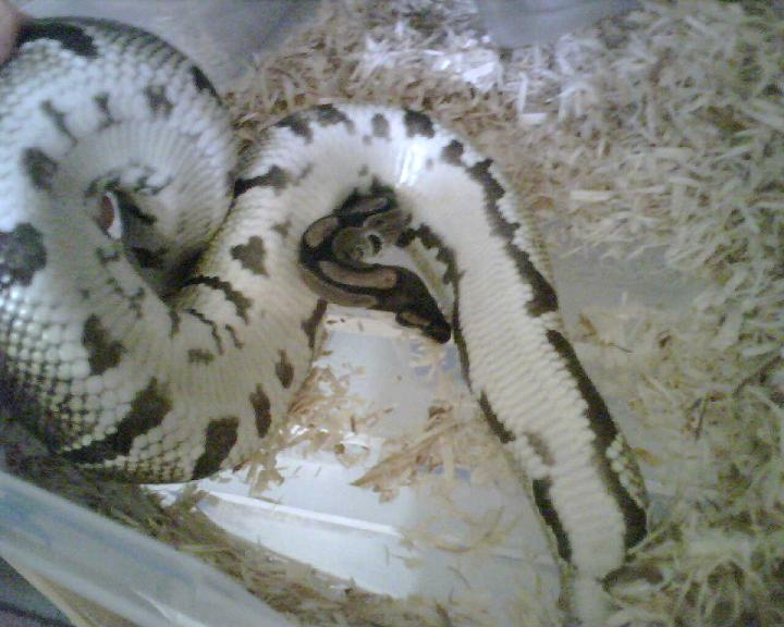 ph pied belly shot
